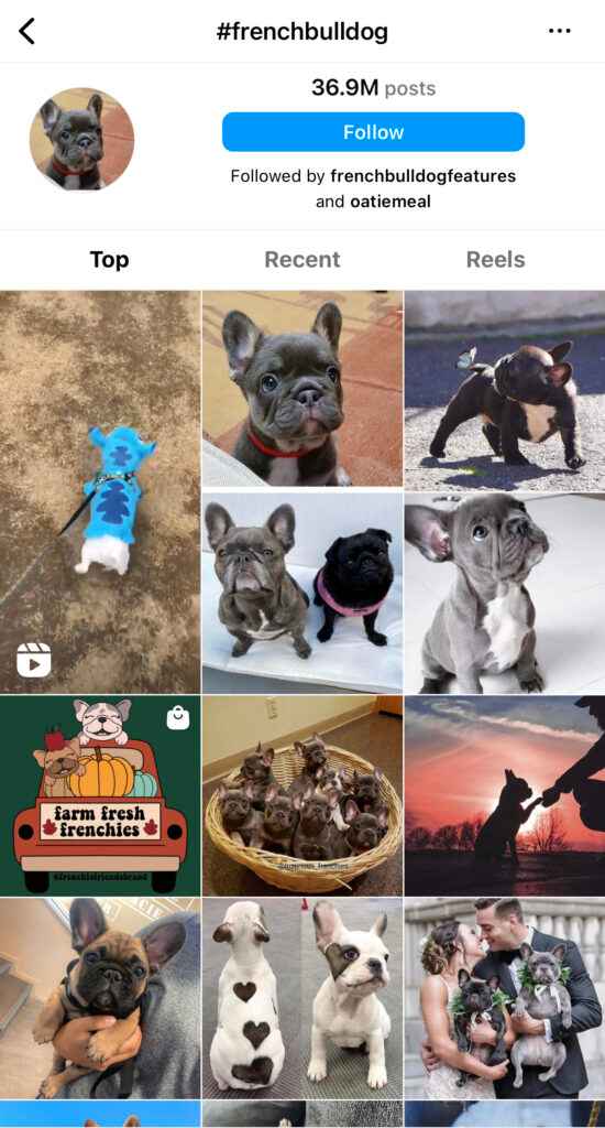 French Bulldogs Instagram hashtag