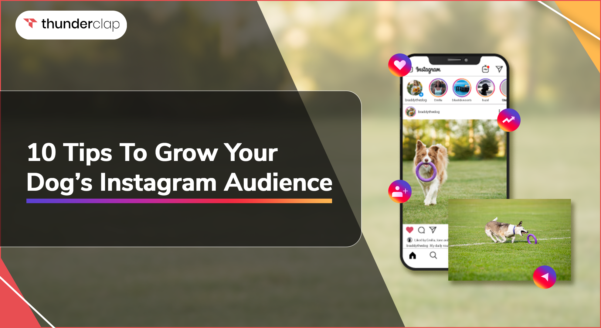 Tips To Grow Your Dogs Instagram Audience