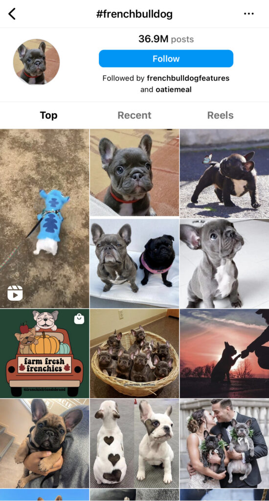 Instagram hashtags french bulldog